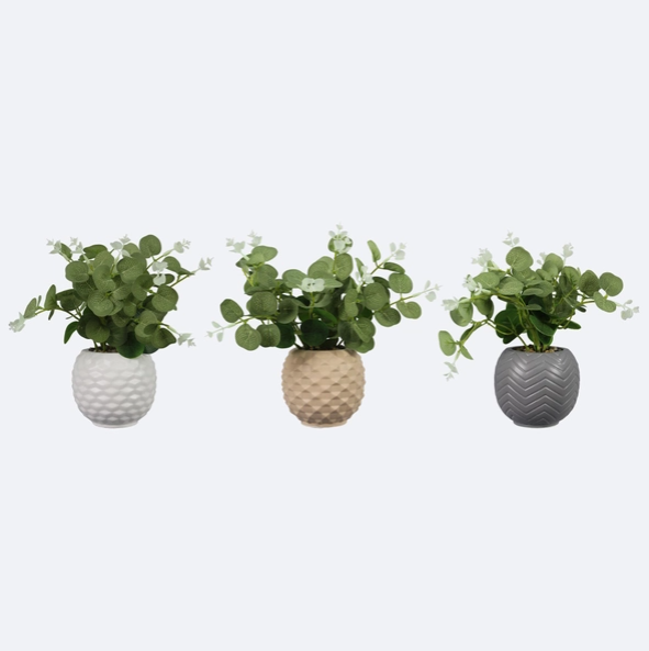 Planter with Succulent